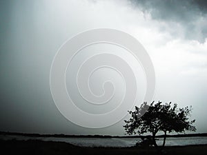 Lonely tree in the storm photo