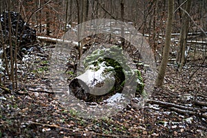 Lonely tree stump in a winter forest