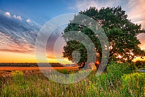 Lonely tree in summer field at sunset