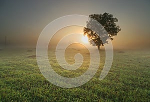 Solitario un árbol sobre el amanecer 