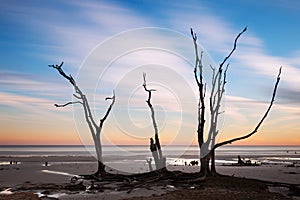 Lonely tree at sunrise. Botany Bay beach, Edisto Island, South Carolina