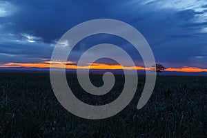 Lonely tree, sunrise field.