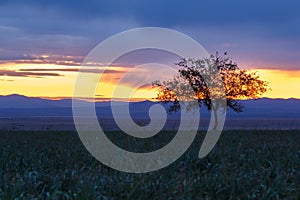 Lonely tree, sunrise field.