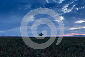 Lonely tree, sunrise field.