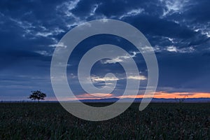 Lonely tree, sunrise field.