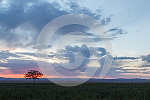 Lonely tree, sunrise field.