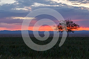 Lonely tree, sunrise field.