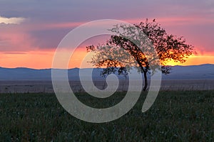 Lonely tree, sunrise field.