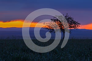 Lonely tree, sunrise field.