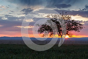 Lonely tree, sunrise field.