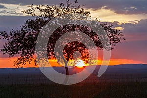 Lonely tree, sunrise field.