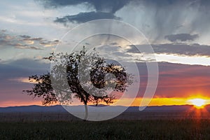 Lonely tree, sunrise field.