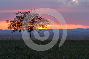 Lonely tree, sunrise field.