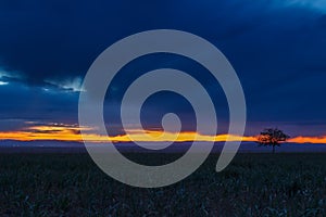 Lonely tree, sunrise field.