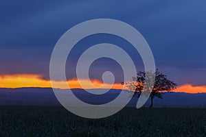 Lonely tree, sunrise field.