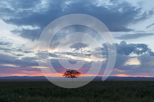 Lonely tree, sunrise field.