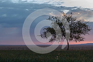 Lonely tree, sunrise field.