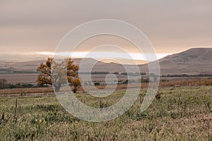 lonely tree at sunrise in a field. Dawn in autumn field. Hills in morning haze. Grass covered with autumn hoarfrost.