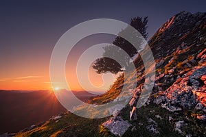 lonely tree at sunrise in Gorbea