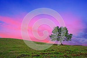 Lonely tree at sunrise with red sky