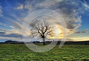 Solitario un albero sul tramonto 