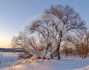 Lonely tree at sunset