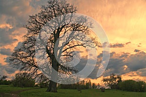 Lonely tree in sunset