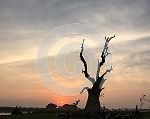 Lonely tree at sunset in Bagan