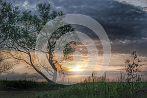 Lonely tree at sunset