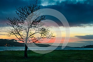 Lonely tree at sunset. Ireland