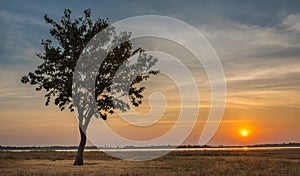 Lonely Tree in Sunset Moment photo