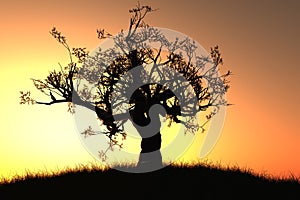 Lonely tree in the sunset / sunrise 3D render