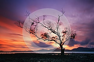 Lonely tree by the sunset, Thailand