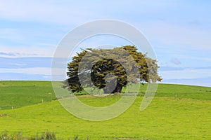 A lonely tree surrounded by green meadows, The Catlins,  South Island, New Zealand