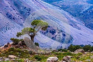 Lonely tree surviving on the rocky hill in high mountains, Tajikistan