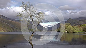 Lonely tree with Swimmer on surfing board in the background