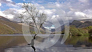 Lonely tree with Swimmer on surfing board in the background