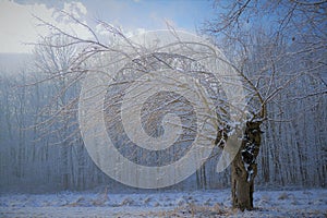 Lonely tree taken in the ice bite