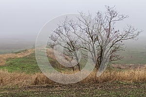 Lonely tree in the Tavrian steppe