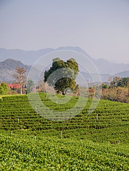 Lonely tree on tea plantation