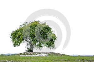 Lonely Tree on Top of a Grassy Hill