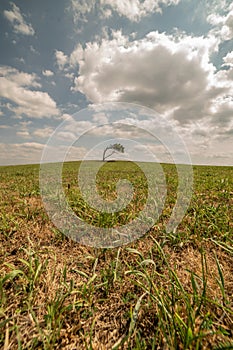 A lonely tree on top of a hill. Close-up with detailed grass