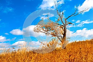 Lonely tree top hill. old half bare tree on the wind against blue sky