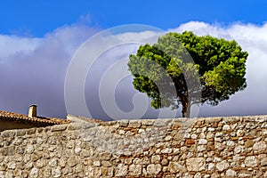 Lonely tree at the top of a park with stone wall, blue sky with dark storm clouds