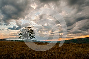 A lonely tree on top of a rock under a heavy cloudy sky