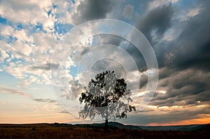 A lonely tree on top of a rock under a heavy cloudy sky