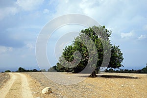 Lonely tree and track