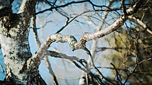 A lonely tree. The trunk of a birch tree.