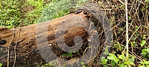 lonely tree trunk in the forest