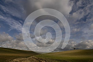 Lonely tree in Tuscany with cloudy sky, Pisa, Italia